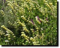 [ yellow bush lupine ]