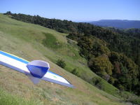 [Weasel at Russian Ridge]