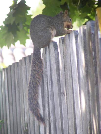 [ringtail-fence.jpg]